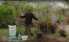 Comment planter une plante grimpante ? Exemple de la Glycine 