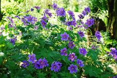 Un jardin fleuri sous les arbres